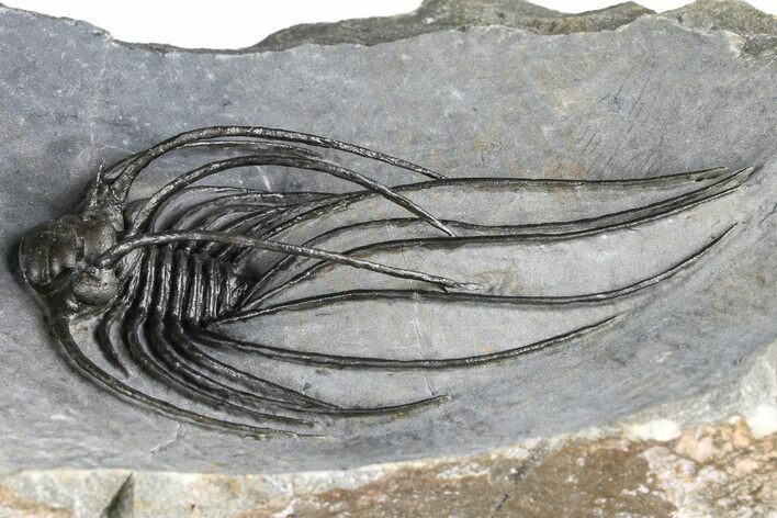 Rare, Spiny Heliopeltis Trilobite - Large Example #382822